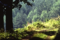 Pfaelzer_Wald7_Suedliche_Weinstrasse_Pfalz